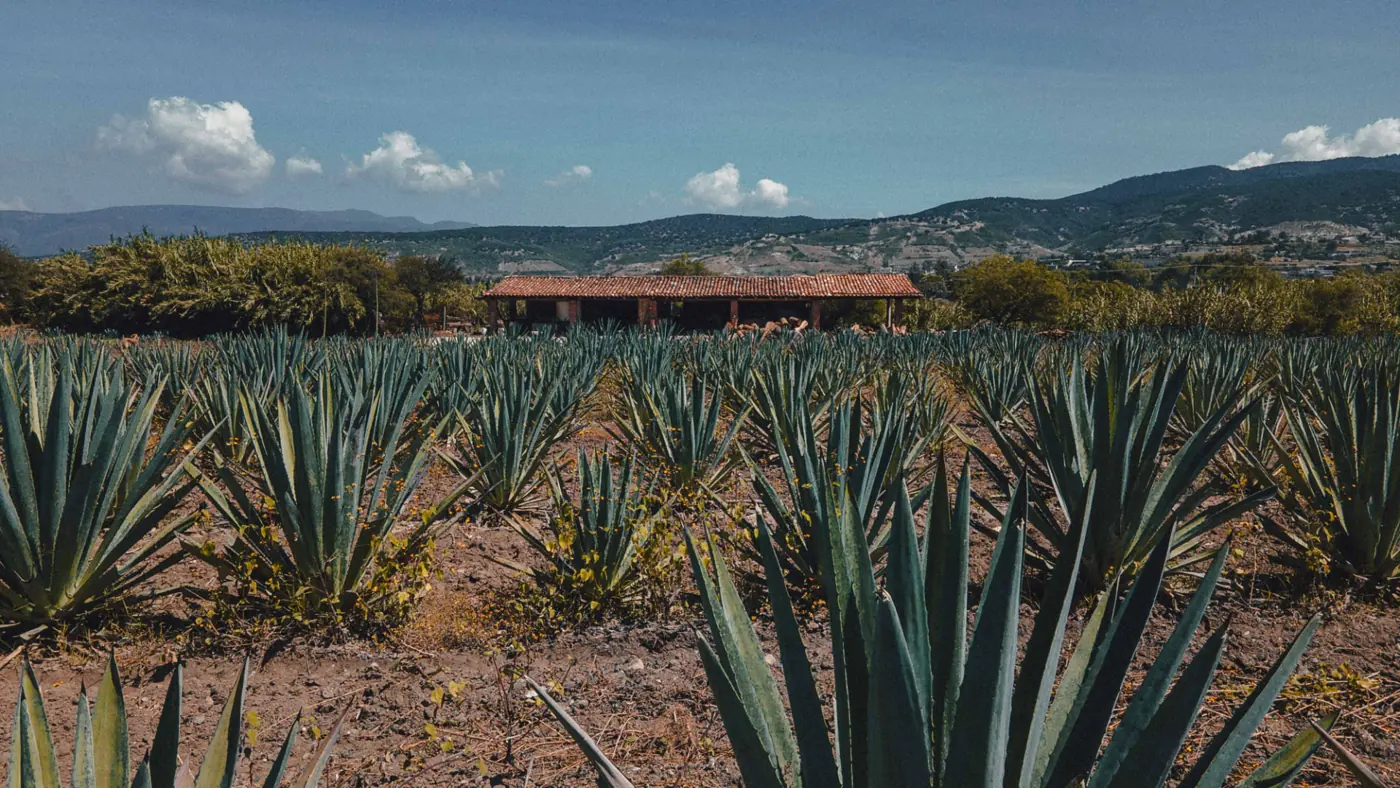 Campo de maguey en la región de Tlacolula, Oaxaca