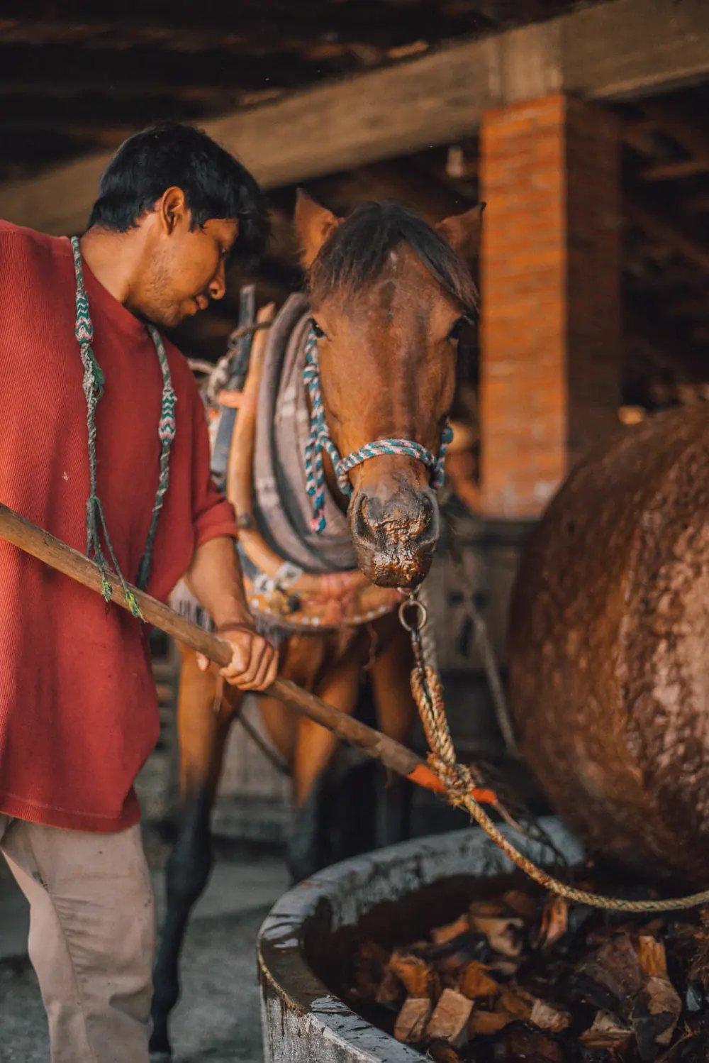Tahona de piedra tirada por caballo triturando maguey cocido