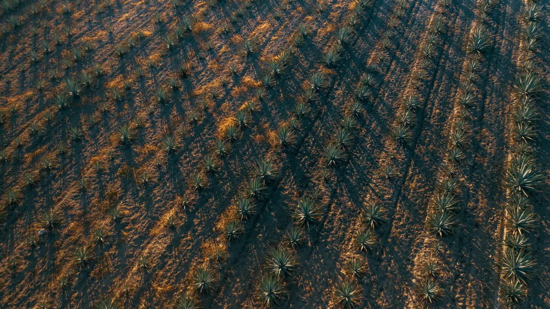 Agaves creciendo en terreno rocoso de Oaxaca